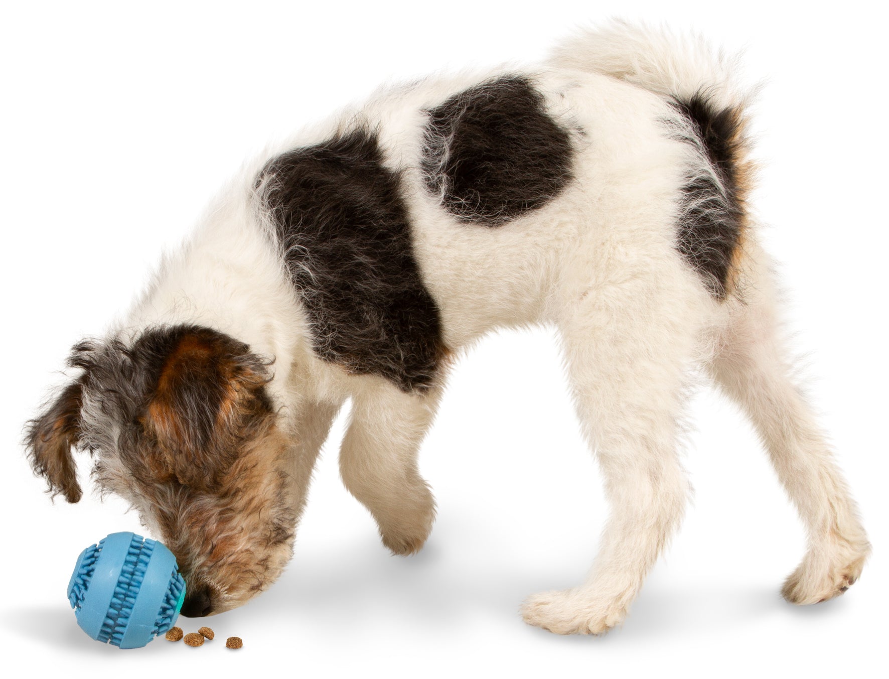 Best Friend Tiny Chewers koiran aktivointilelu, lajitelma